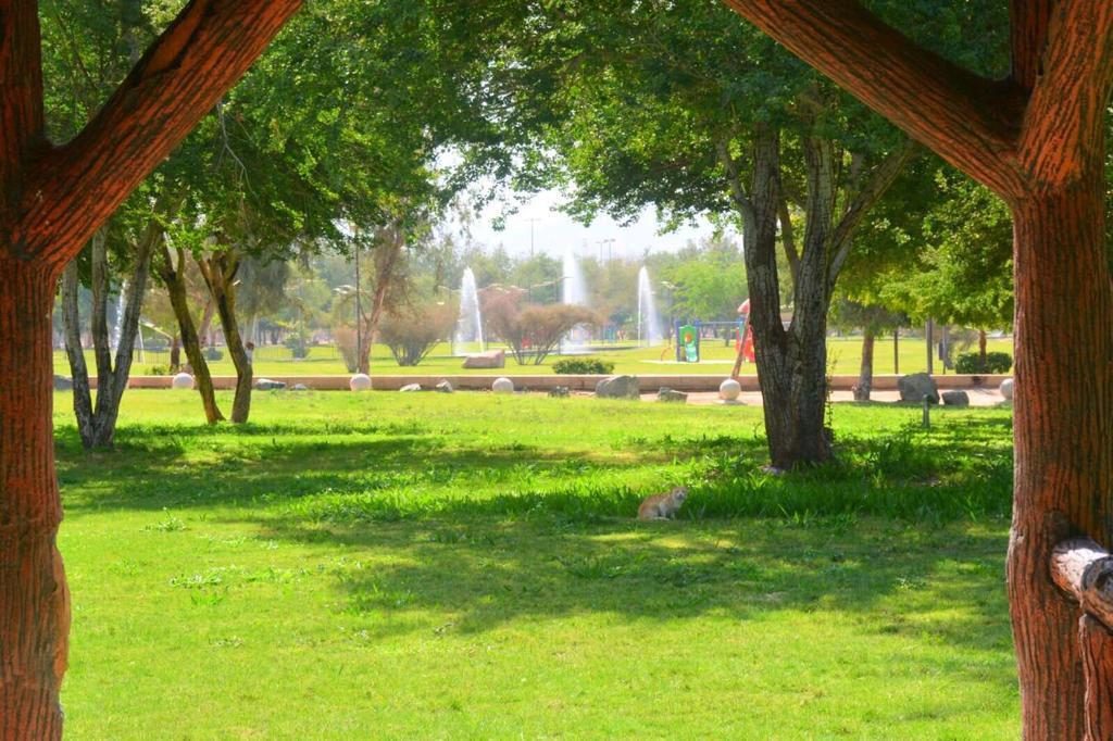 مسطحات خضراء ونخيل في حديقة